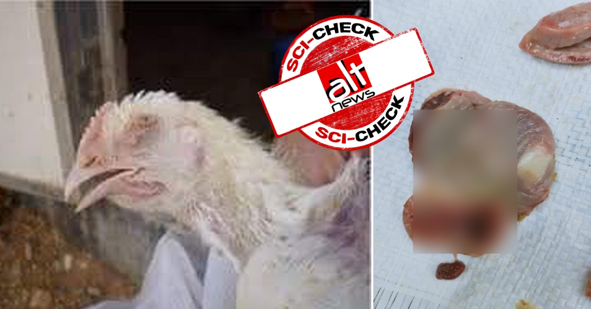Coronavirus in broiler chicken? H5N1 bird flu outbreak in China falsely linked with CoV - Alt News
