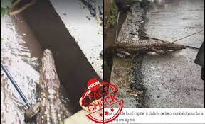 Crocodile Rescued From Ratnagiri Drain Shared As Mumbai