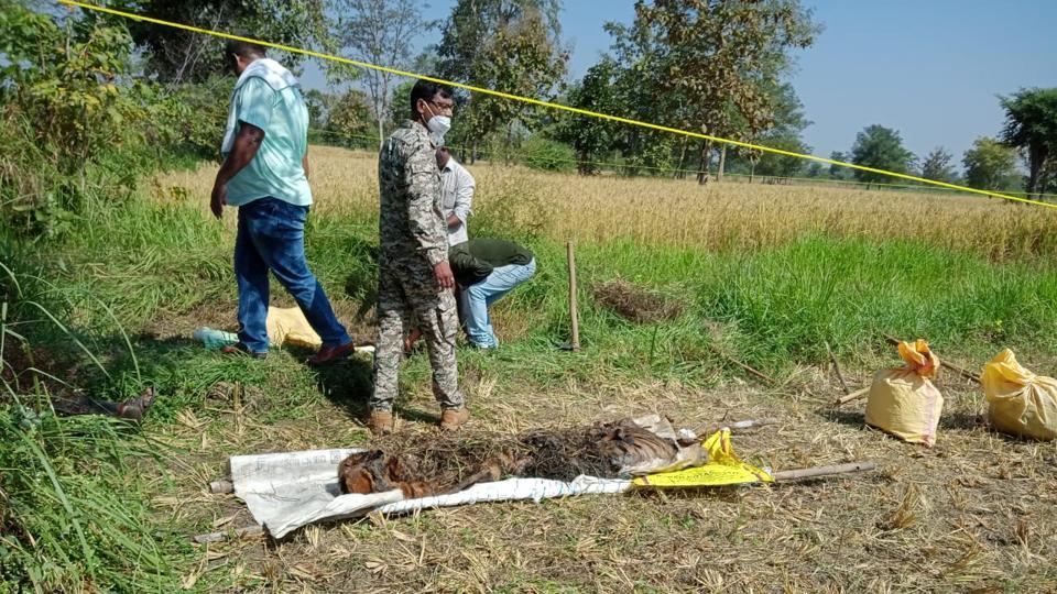 Maharashtra forest dept probes poaching angle as decomposed tiger carcass found in Gondia