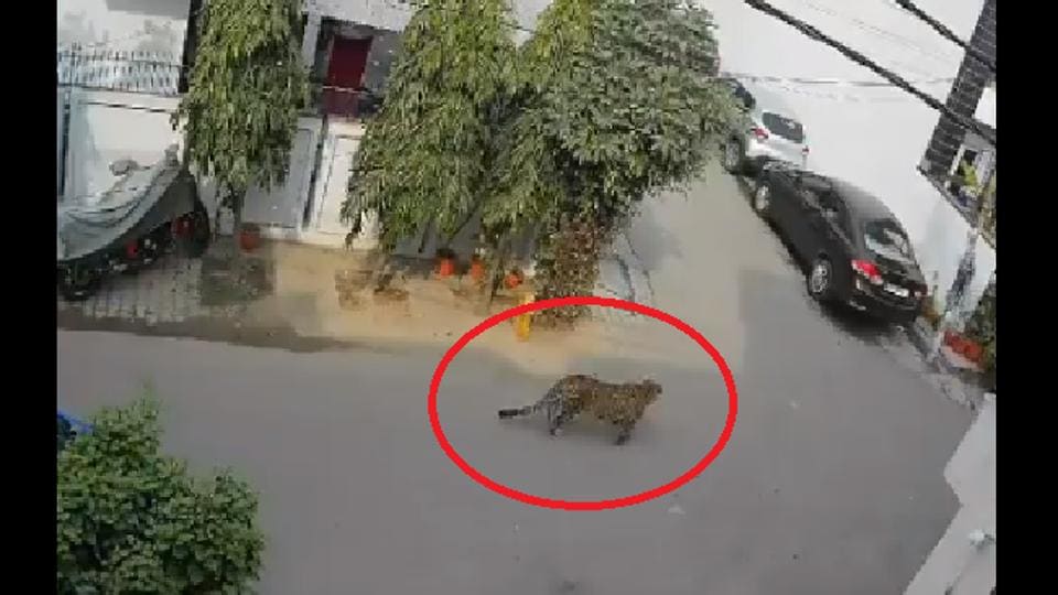 Viral video shows leopard strolling on road in Ghaziabad, later rescued by forest officials