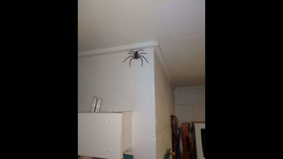Man lets a huge huntsman spider stay in his house for a year