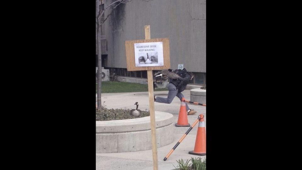 Walker encounters aggressive goose in front of warning sign about the bird. Tweeple find it hilarious