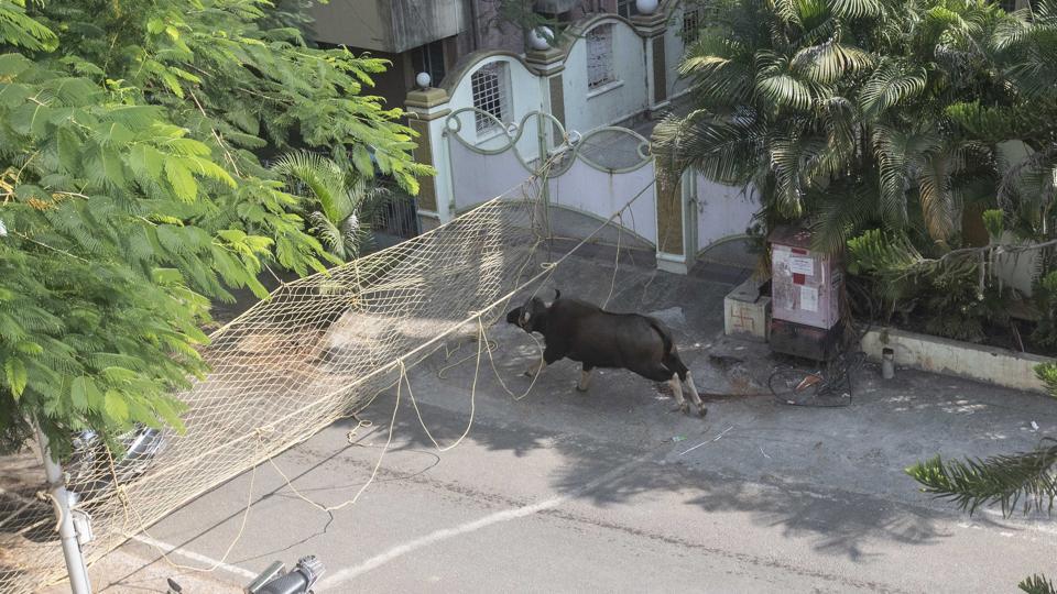 Indian bison strays into residential area in Pune; dies due to cardiac arrest during rescue ops