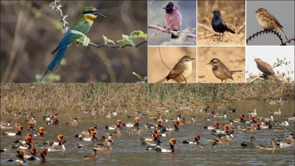 Season of the Aves: Here are a few places to see migratory birds this winter in Delhi NCR