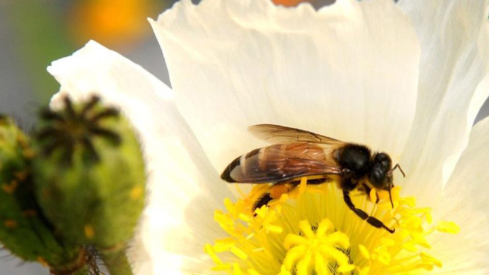 Uttarakhand to give 80% subsidy for beekeeping, honey production to promote self-employment