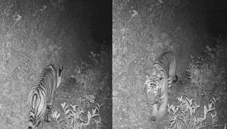 Tiger spotted above 3,000 m altitude for first time in Nepal, raises concern about impact of global warming