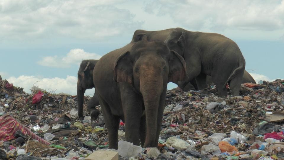 Sri Lanka records highest elephant deaths in world