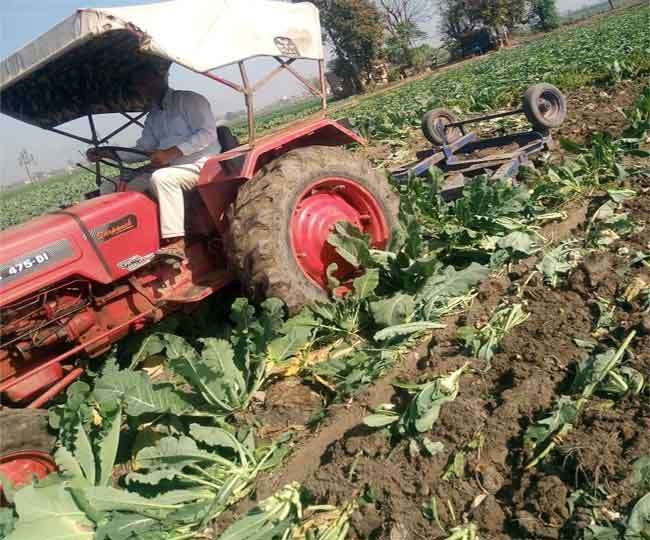 Farmers Protest: आंदोलन के कारण पंजाब के किसानों की मुसीबत, गोभी की फसल पर चला रहे ट्रैक्‍टर