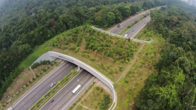 Fact Check: No, the viral photo of eco bridge is not from the Netherlands