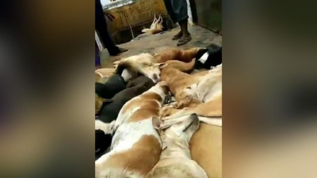 Fact check: No, these dogs were not killed in Gujarat for Donald Trump's visit