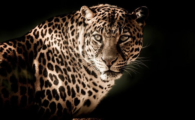 Woman Killed By Leopard In Maharashtra