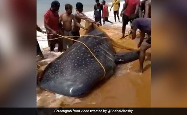 Watch: Kerala Fishermen Free Endangered Whale Shark Caught In Fishing Net