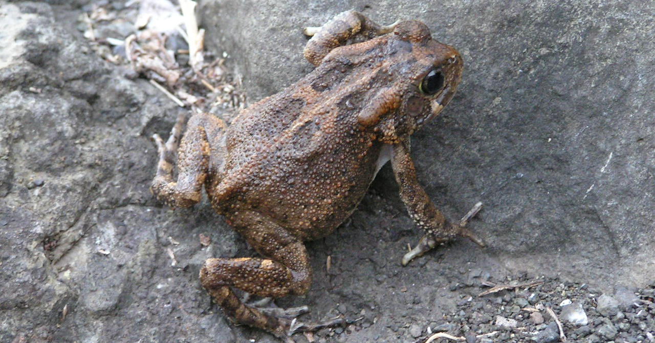 An Invasive Toad in Mauritius Is Eating Away Endangered Species - The Wire Science