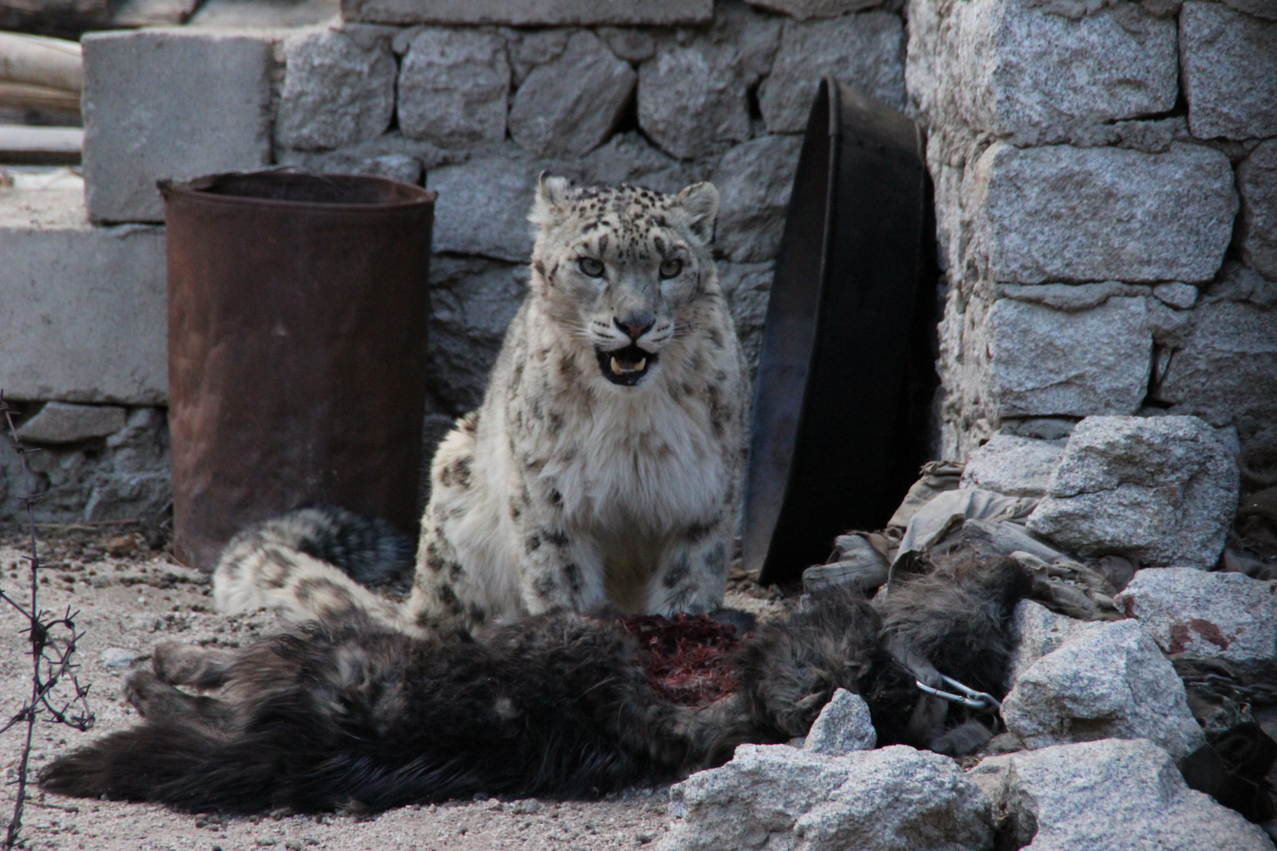 Counting Snow Leopards in the Time of Climate Change and Development - The Wire Science