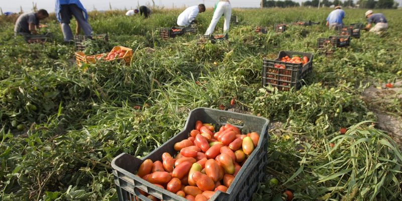The Coronavirus Emergency Among Migrant Farm Workers in Italy