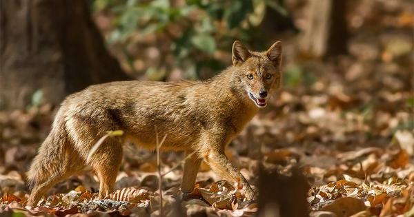Why golden jackals have made home in Kolkata and Guwahati airports