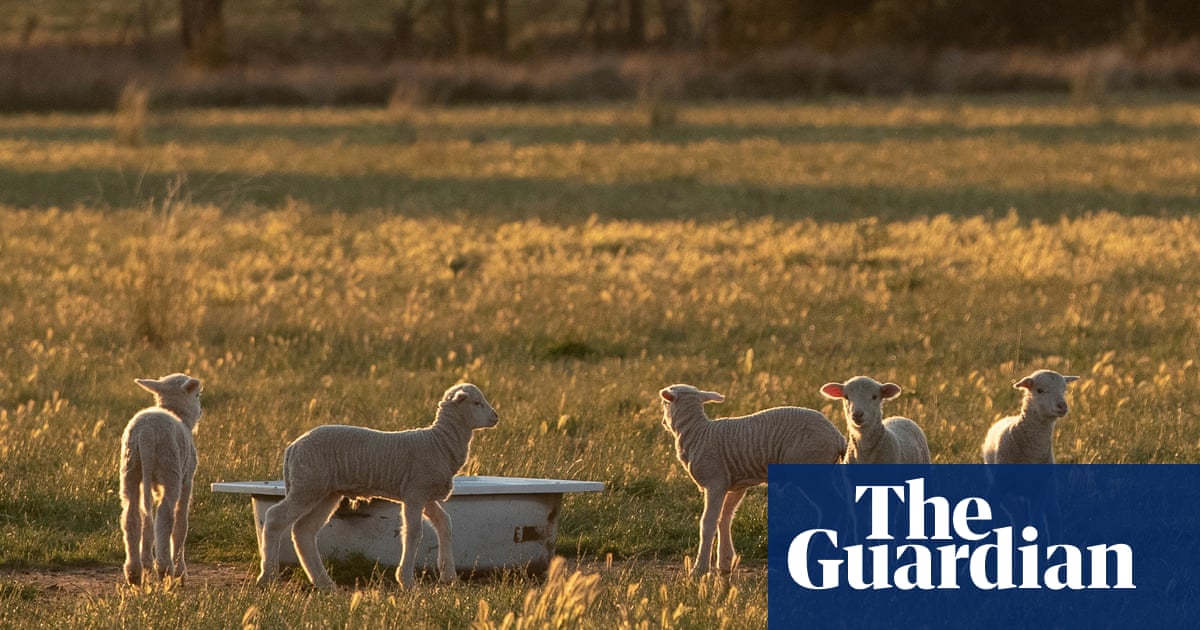 Australian lamb industry hit as Qatar cancels subsidy on $300m-a-year trade