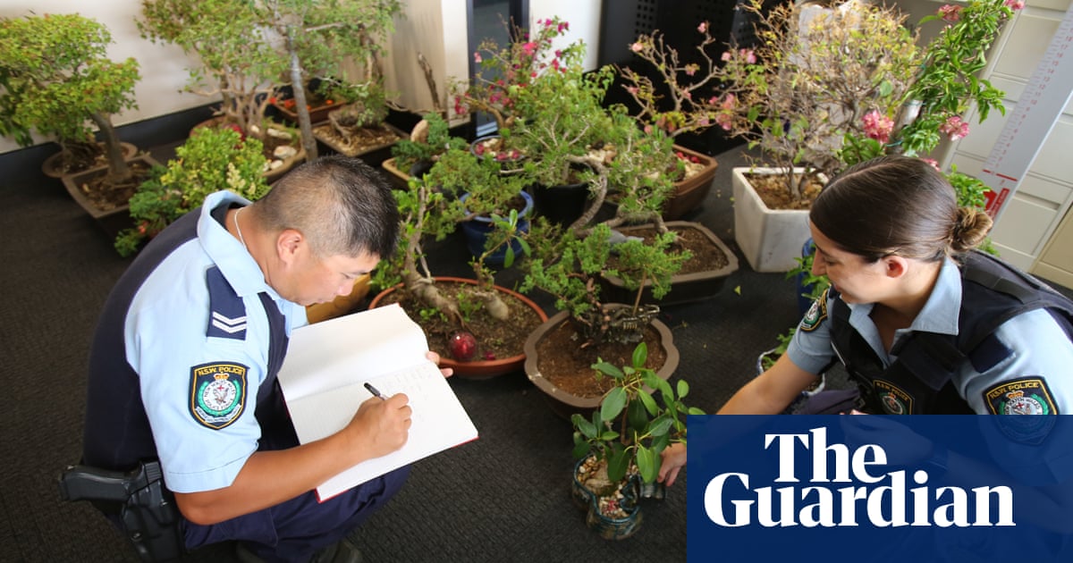 Green recovery: man charged after Sydney police raid finds $30,000 in bonsai plants