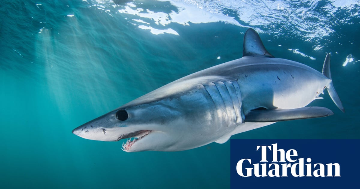EU and US block plans to protect endangered shortfin mako sharks