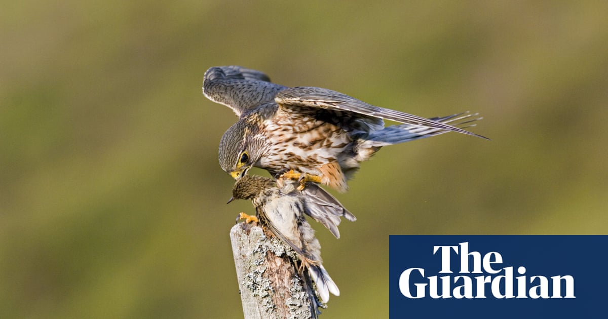 Birdwatch: the merlin - my best ever view of our smallest falcon
