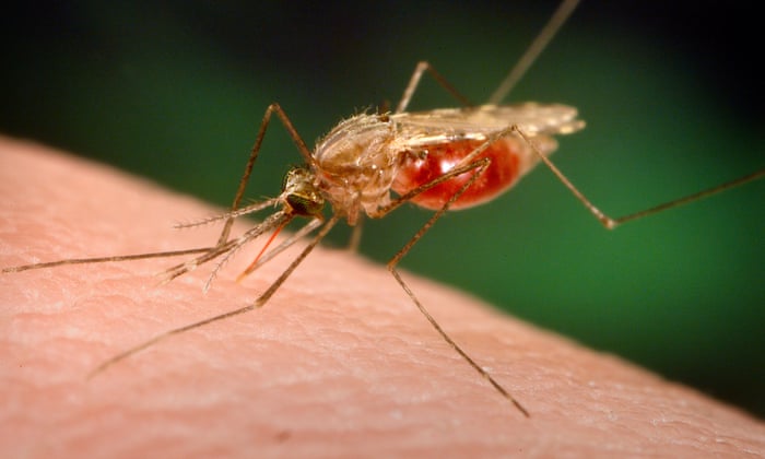 Team behind Oxford Covid jab start final stage of malaria vaccine trials