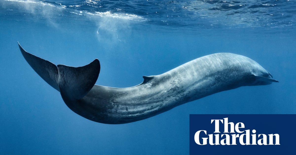 Deadliest plastics: bags and packaging biggest marine life killers, study finds