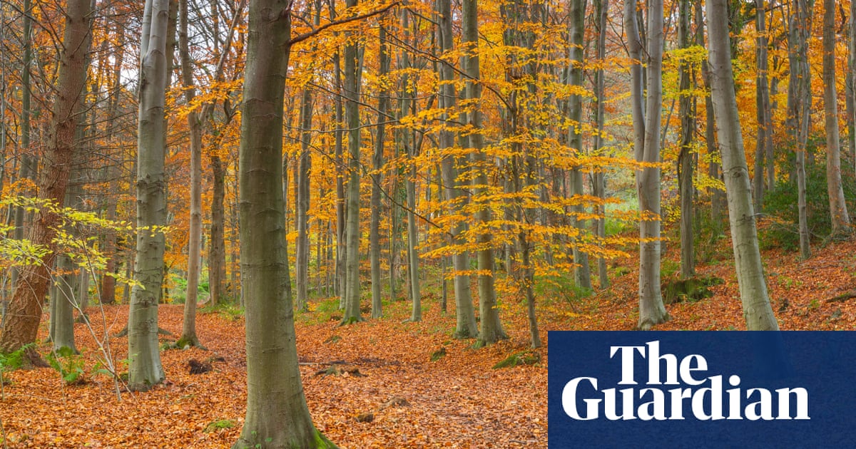 Climate crisis making autumn leaves fall earlier, study finds
