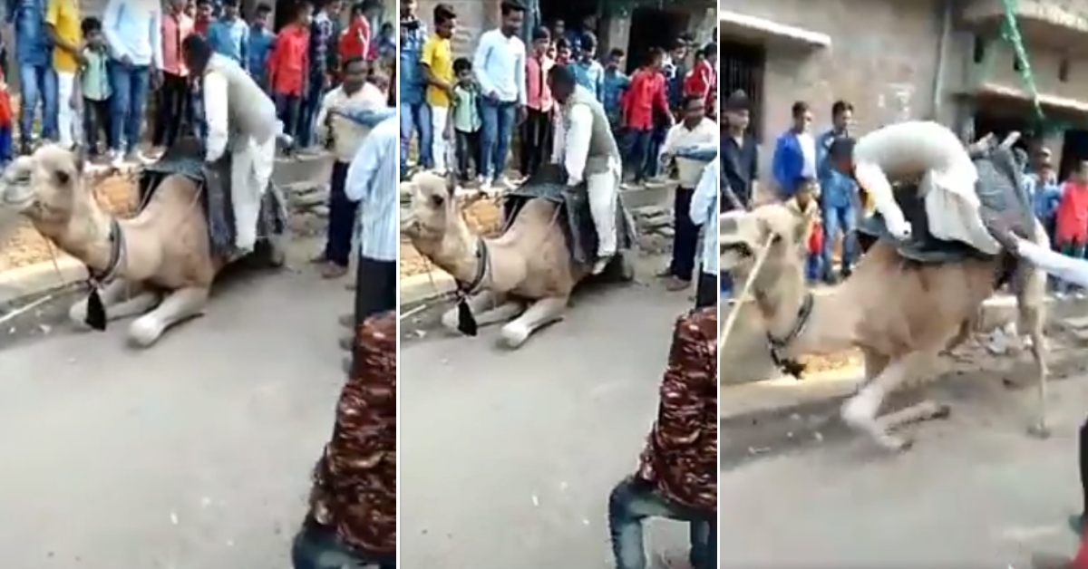Congress MLA Hari SIngh fell off camel? No such MLA exists, Tik Tok video viral - Alt News