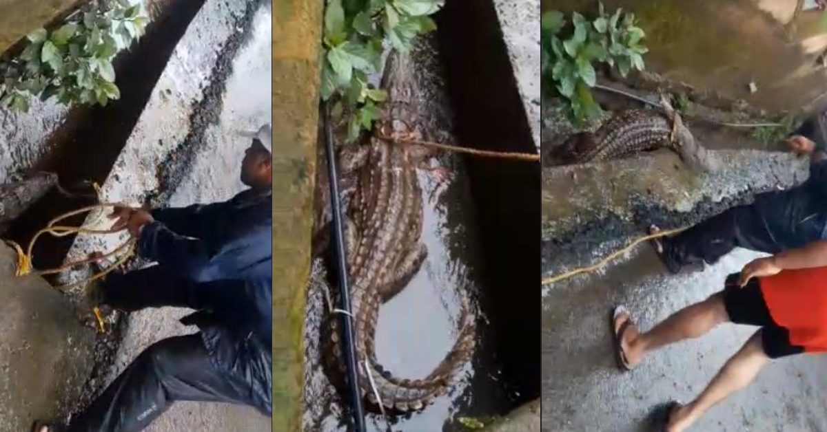 Crocodile rescued in Ratnagiri viral as Mumbai - Alt News