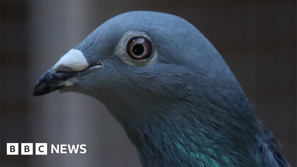 New Kim: Racing pigeon from Belgium sold for record EUR1.6m