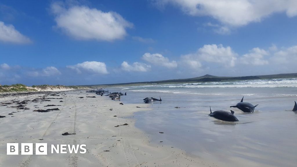 Nearly 100 pilot whales die in mass stranding off New Zealand islands