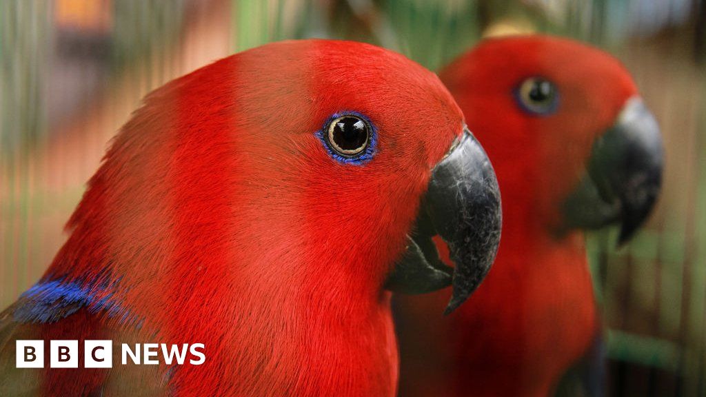 Parrots found stuffed in plastic bottles in Indonesia