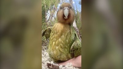 New Zealand crowns chubby parrot Bird of the Year