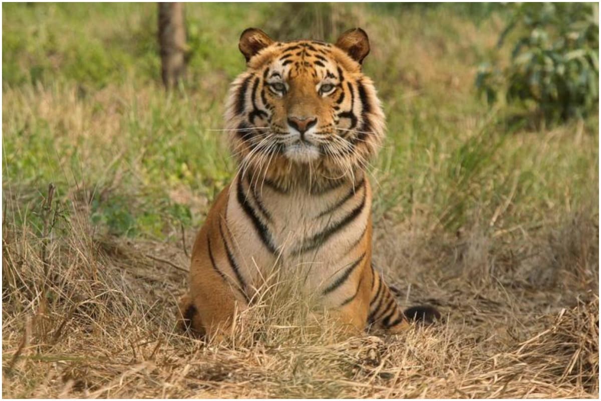 Red Alert in All Rajasthan Sanctuaries to Nab Hunters as Tiger Spotted with Wire Around Neck