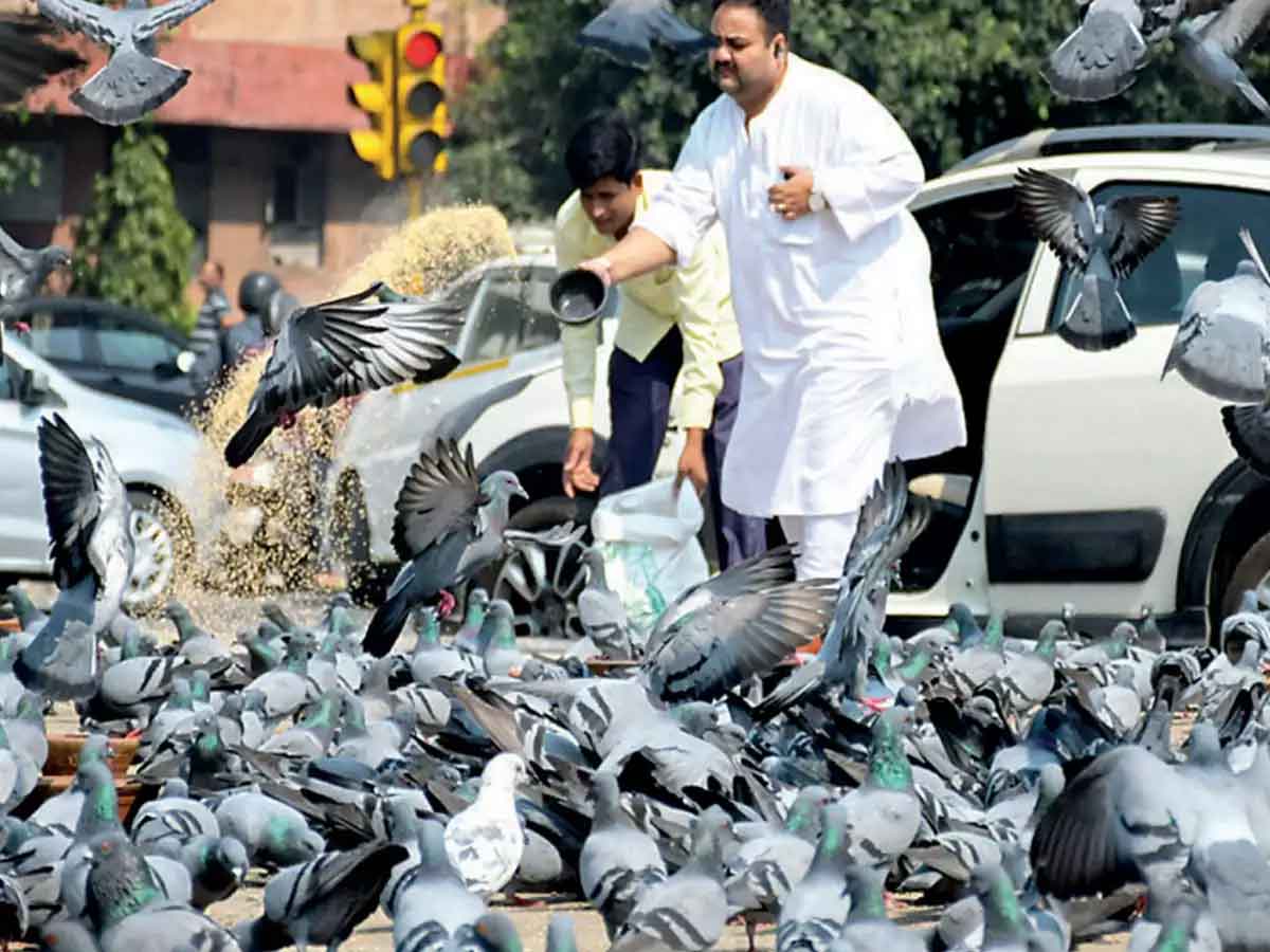 यहां कबूतरों को खिलाया दाना तो लगेना 500 रुपये का जुर्माना, जानिए क्या है वजह