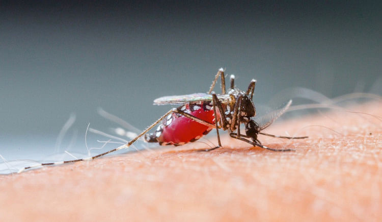 अब केरल में मिली मलेरिया की नई प्रजाति, सूडान से लौटे सैनिक का हो रहा इलाज