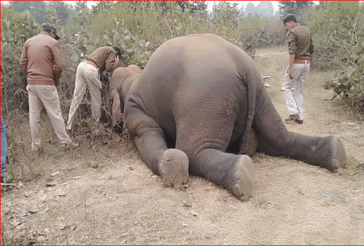 मध्यप्रदेश: कान्हा से भटके हाथी की सूंड बिजली के तारों में फंसी थी, आठ घंटे तड़पने के बाद तोड़ा दम