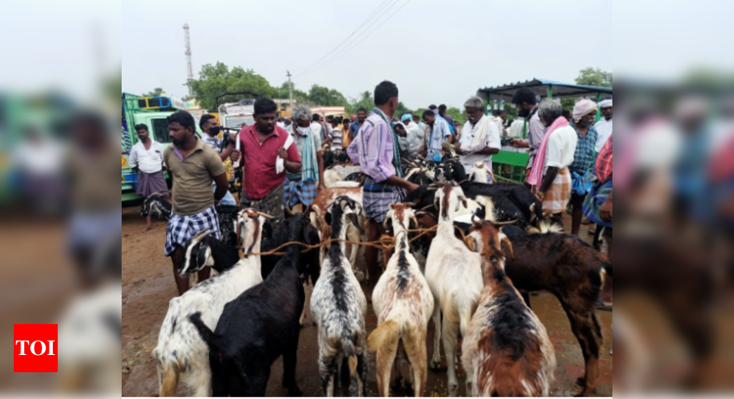 Ettayapuram goat shanty sees Rs 6crore sale on Diwali eve | Madurai News - Times of India