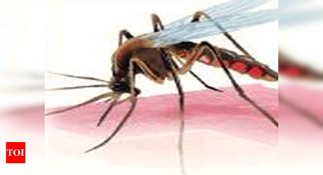 Mosquito menace in Chennai: 17% drop in complaints | Chennai News - Times of India