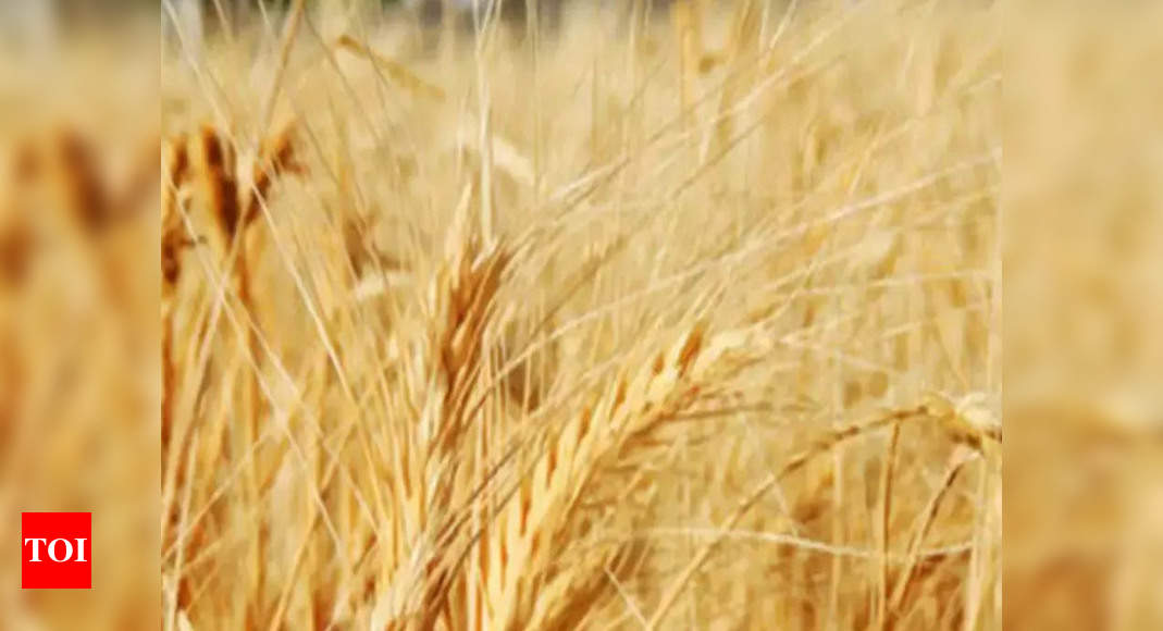 Wheat sown on 46 lakh hectares in Madhya Pradesh after winter rains | Bhopal News - Times of India