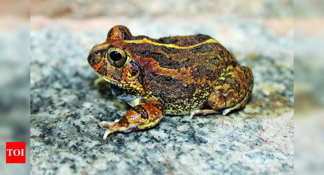Burrowing frog species named after Bengaluru | Bengaluru News - Times of India