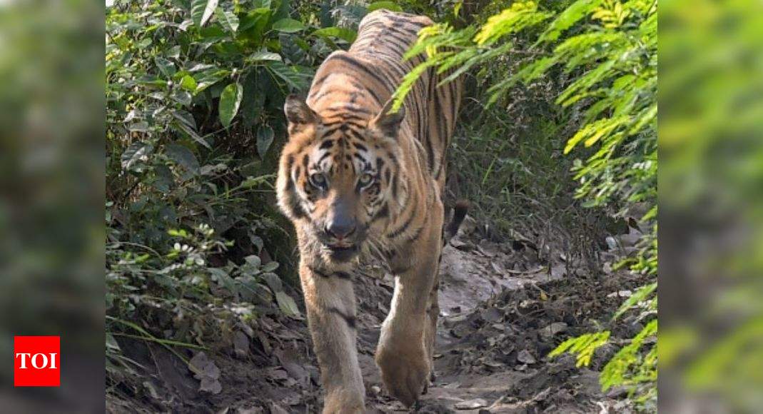Tiger kills tribal girl in Telangana | Hyderabad News - Times of India