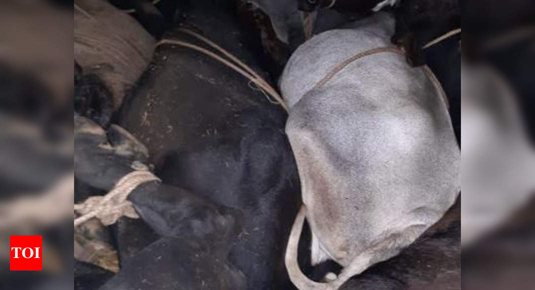 Haryana: Cattle smugglers chased, escape after shooting at police officials in Kurukshetra | Chandigarh News - Times of India
