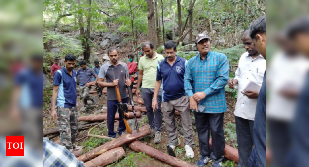 Andhra Pradesh: Task force sleuths nab one smuggler and seize 49 red sanders logs | Vijayawada News - Times of India