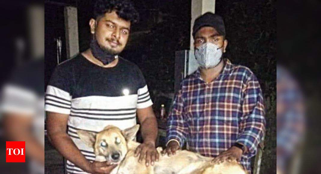 Kerala: Dog tied to car dragged on road, man arrested | Kochi News - Times of India