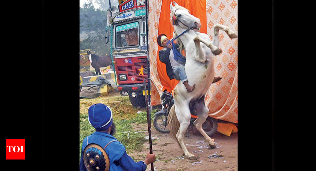 Wild things: Horses keep the spirits up | Delhi News - Times of India
