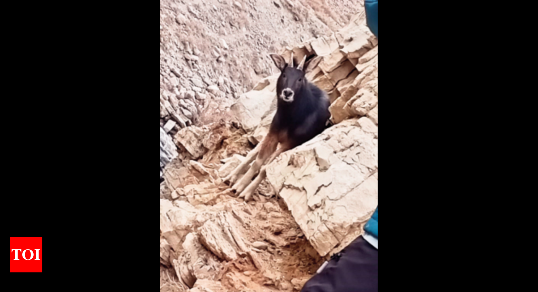 A first, Himalayan serow spotted in Spiti valley | Shimla News - Times of India