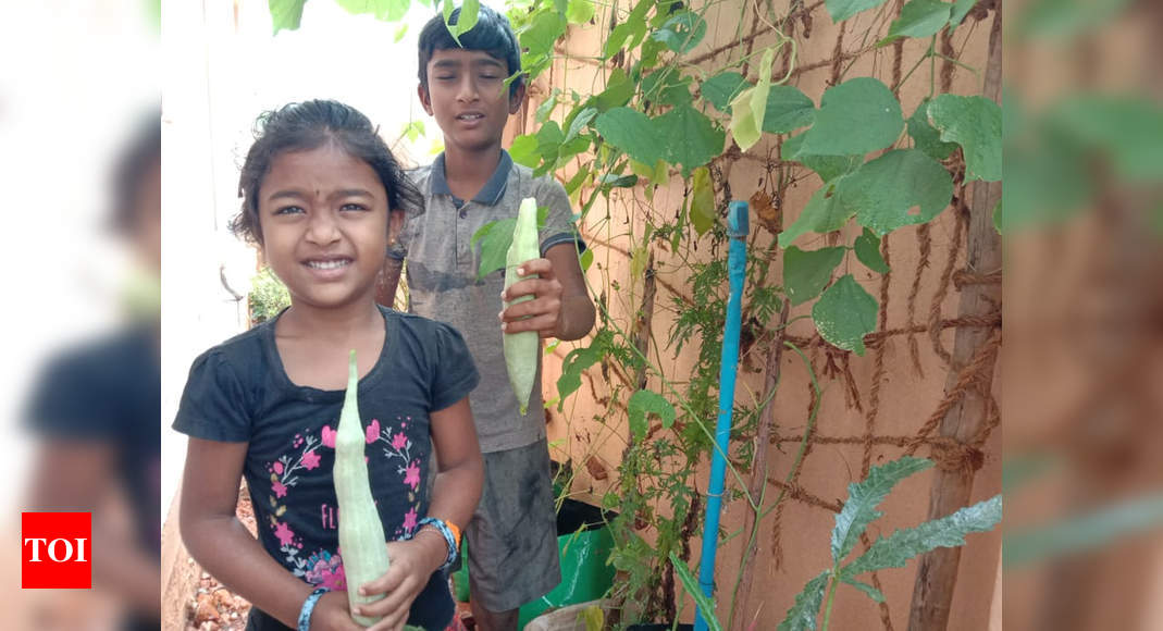 Madurai: School going siblings harvest veggies of all kinds | Madurai News - Times of India