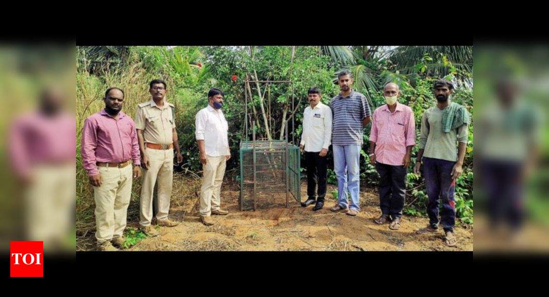 Leopard pug marks in Kaup town keep forest department officials on toes | Mangaluru News - Times of India
