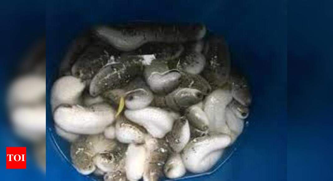 955 kg of sea cucumbers seized in Tamil Nadu, man arrested | Chennai News - Times of India